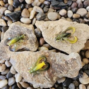 Three yellow flowers growing from holes in rocks surrounded by pebbles.