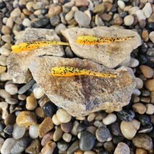 Three rocks with yellow lichen on a pebble-covered ground.