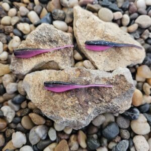 Three rocks each containing a colorful fossil embedded in them.