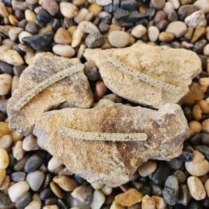 Close-up of three textured fossilized sea urchin shells on pebbles.